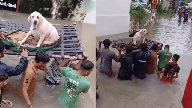viral-video-people-rescue-aged-dog-from-drowning-in-vadodara-internet-gets-emotional